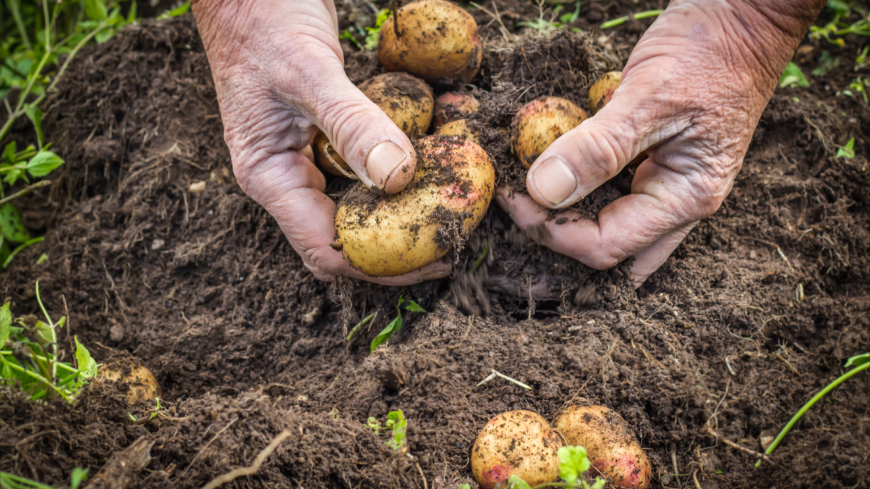 Bland annat potatis är rikt på kalium. Kokta grönsaker, rotfrukter och potatis innehåller mindre mängd kalium än råa. Foto: Shutterstock